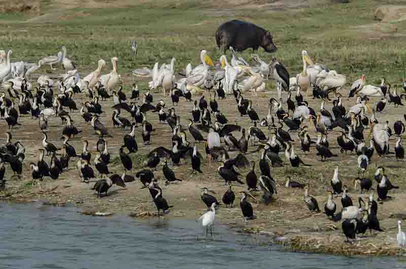 208 - Pajaros - parque nacional Queen Elizabeth - Uganda